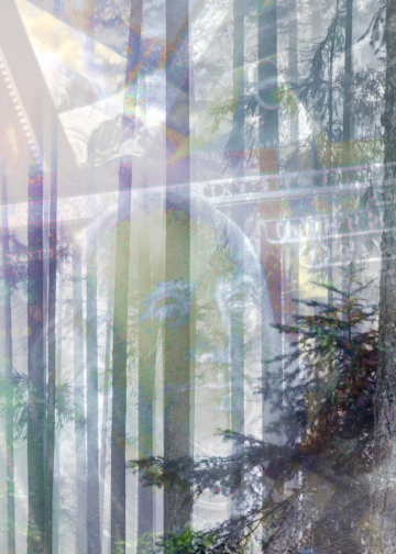 The Living Forest Declaration and the Carbon Market Shell Game